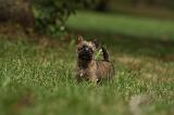 CAIRN TERRIER 430